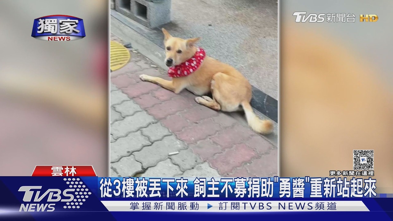 #獨家 從3樓被往下丟! 浪浪｢勇醬｣斷腿後治療 努力爬行畫面曝｜TVBS新聞 @TVBSNEWS01