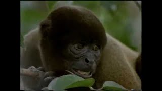 Nomads of the Amazon Rainforest vintage documentary Nomads of the Amazon Rainforest vintage documentary
