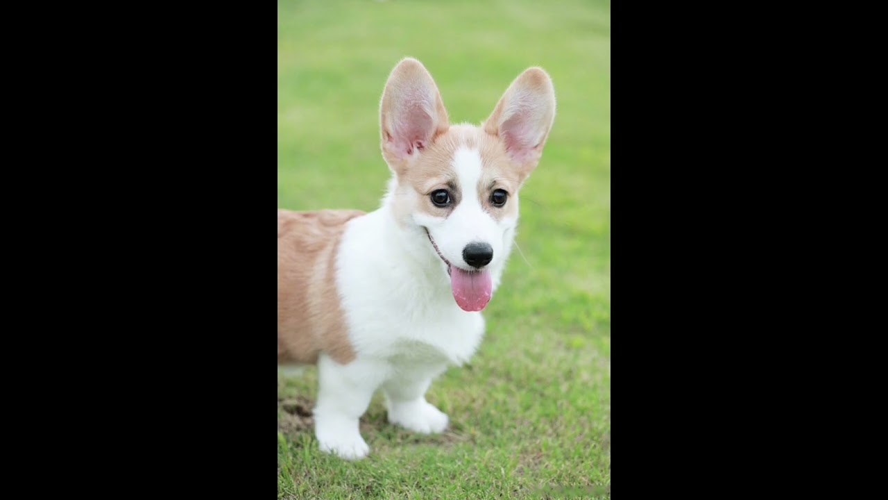 福麗狗，狗福麗，福麗與他爸合輯（于朦朧Yu Mangling）