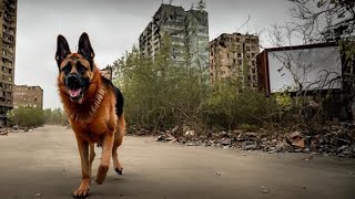 افضل ١٠ انواع كلاب تساعدك في البقاء على قيد الحياة في احداث نهاية العالم ( Best Apocalyptic Dogs)
