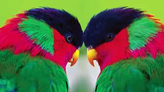 Top 10 Cutest Birds in the World
