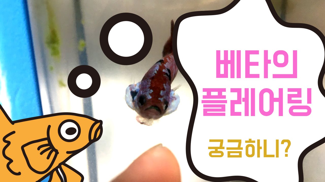 베타의플레어링 궁금증 영상을봐도 플레어링을할까?