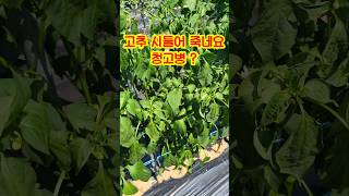 고추 시들음병 또 한포기 나오네요 #고추농사 #고추재배