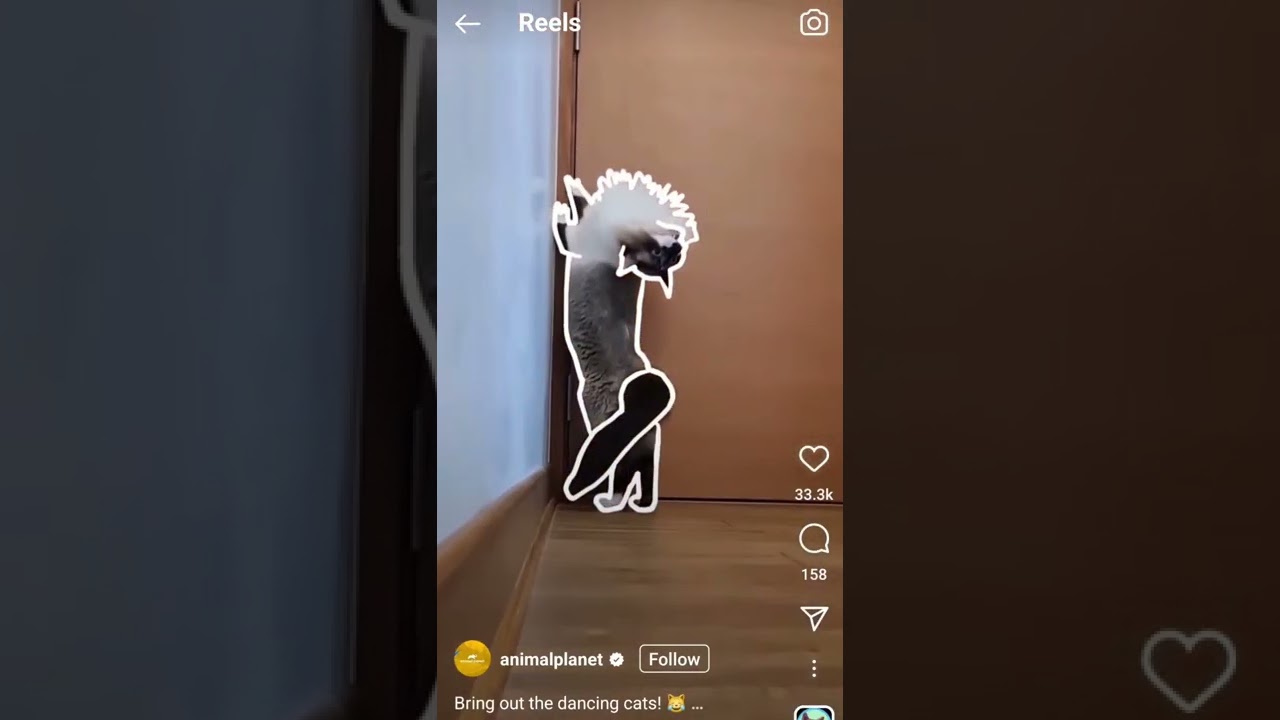 We got featured in Animal Planet! 😻 Satisfying OUTLINES - TikTok & Reels Trend