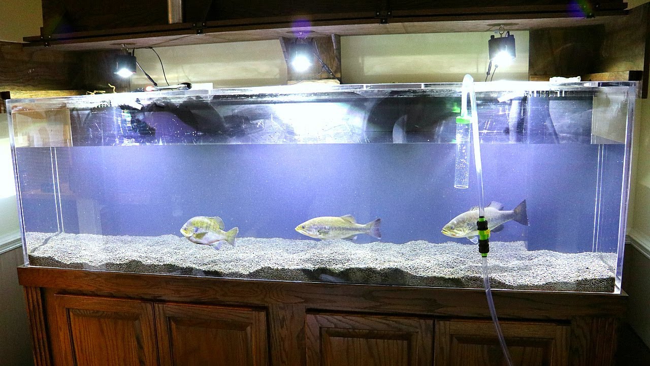 300 gallon freshwater aquarium