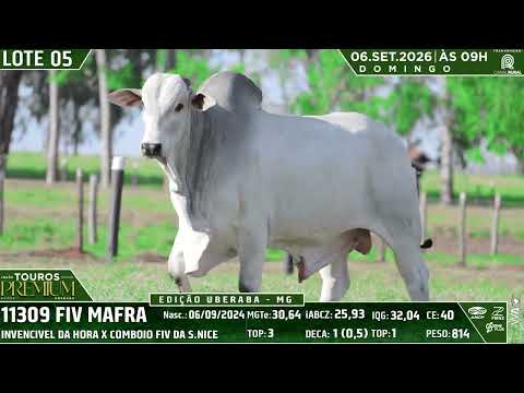 LOTE 05