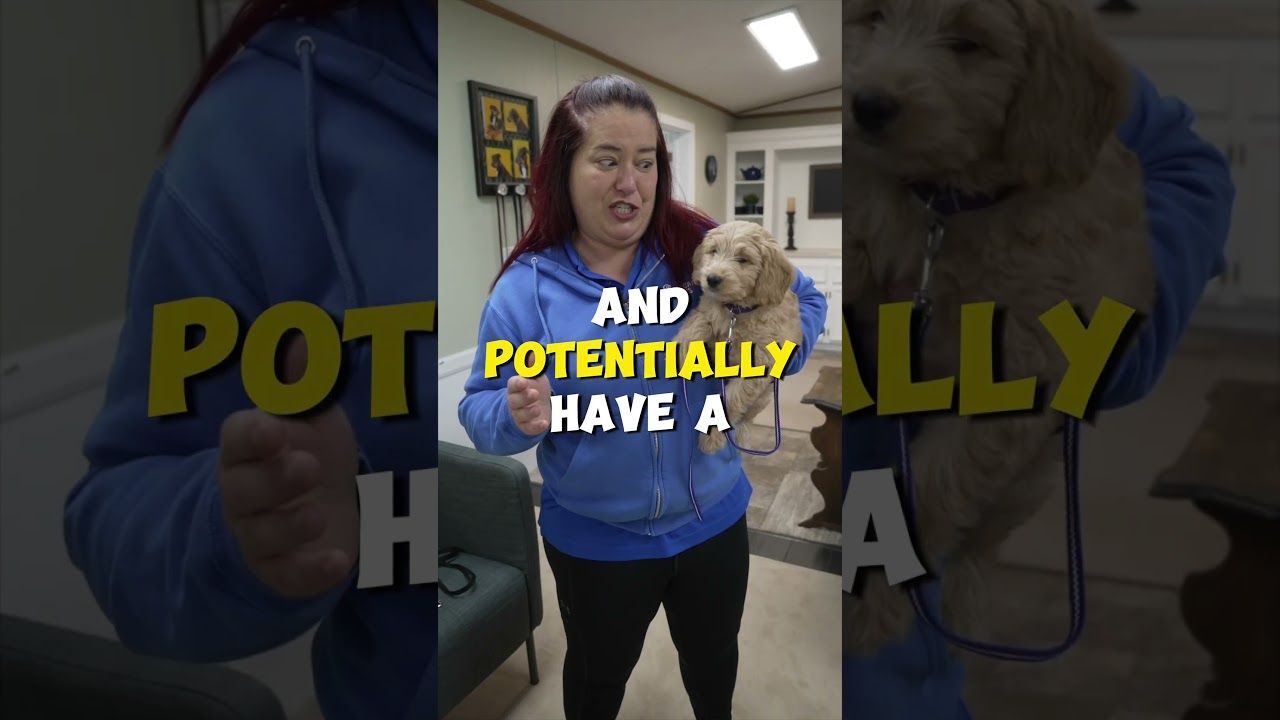 Puppy Crate Training At Night