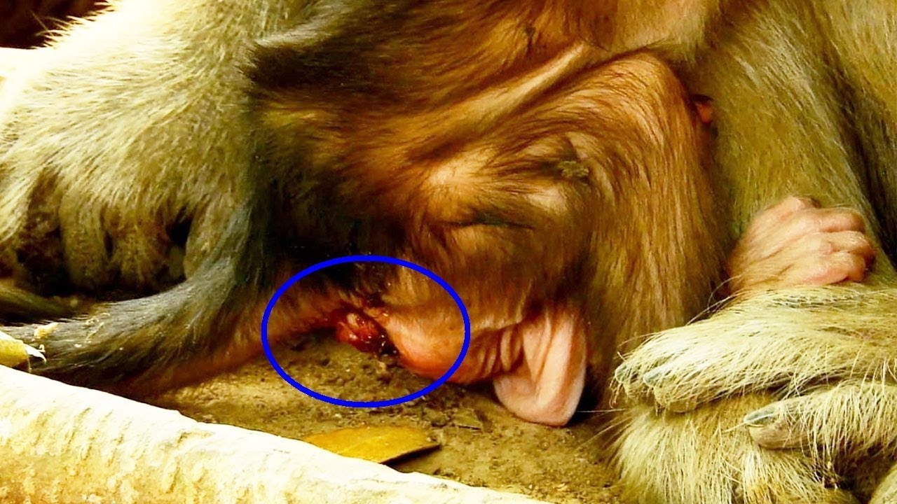 foundry Feels Unhappy On Newborn MOnkey Why Blooddy Happen to Newborn Baby Like this?