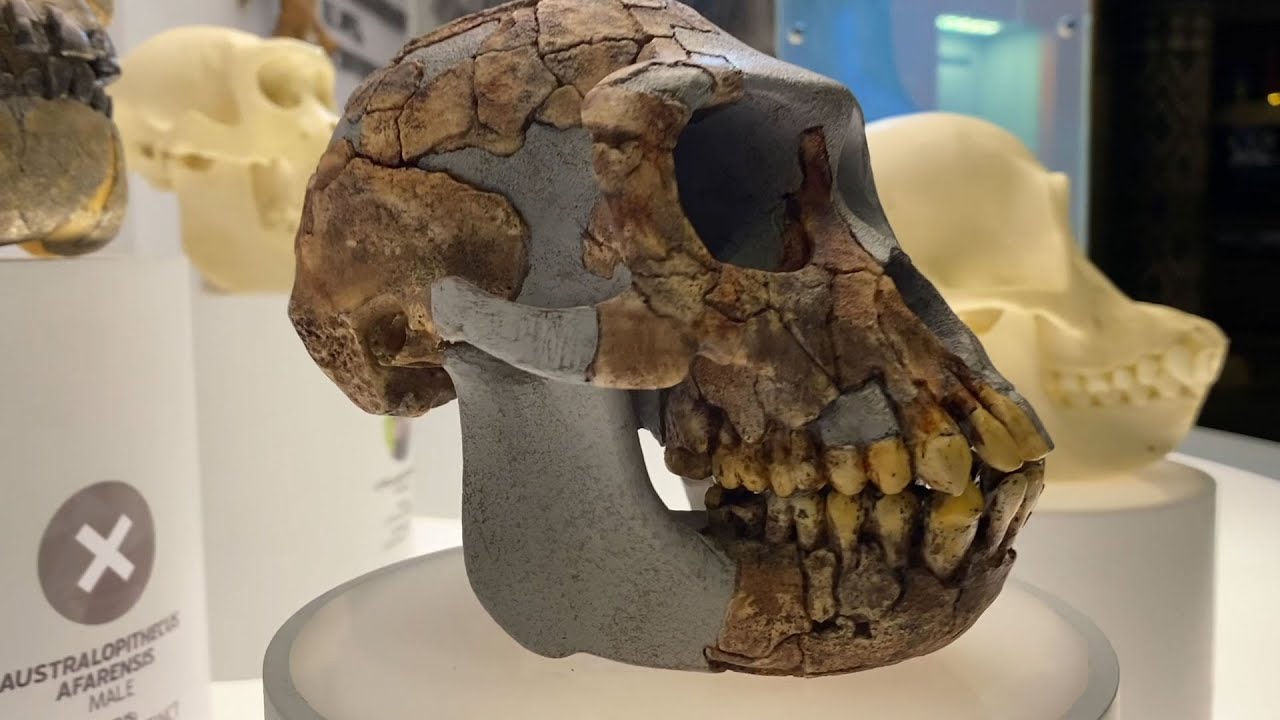 Unveiling the New World-class Exhibit at the Creation Museum: Staring Lucy and Other Apes