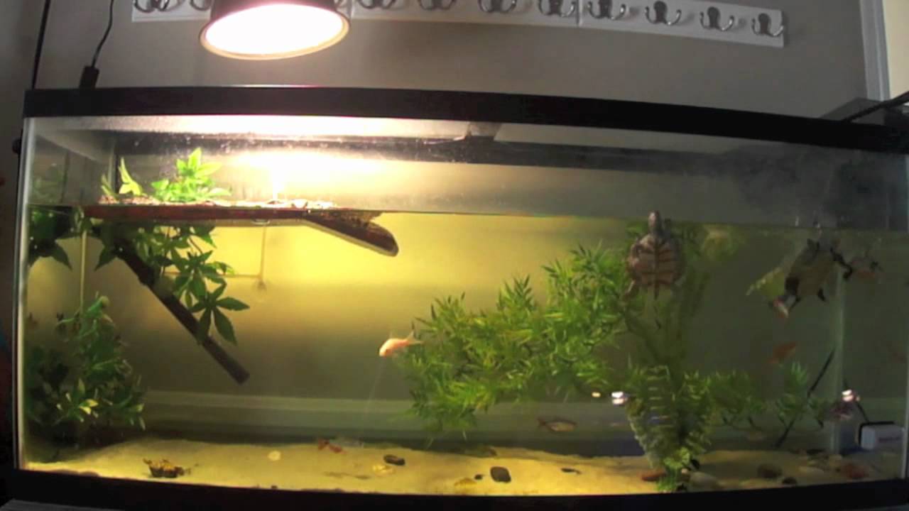 Turtle time lapse...