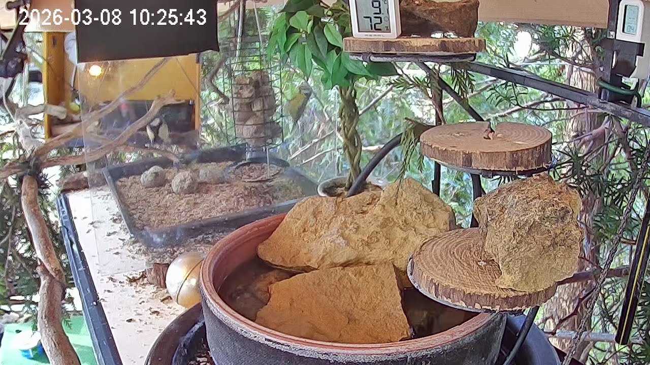 Vormittags am Vogel-Spa (08.03.2026)