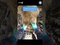 Bears Rescued After 14 Years in Filth