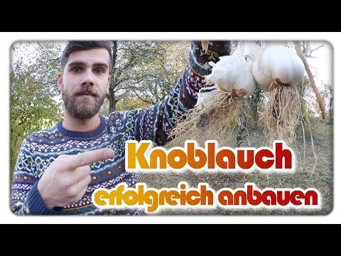 Video: Knoblauch Im Herbst Pflanzen: Wichtige Nuancen