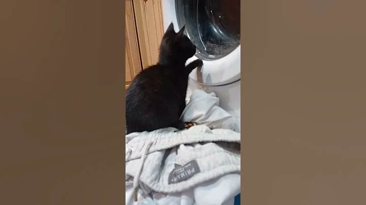 Video 4603971: black bengal kitten, cute kitten washing