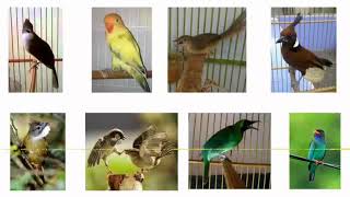 Masteran Kompilasi 8 Burung Bersuara Kasar