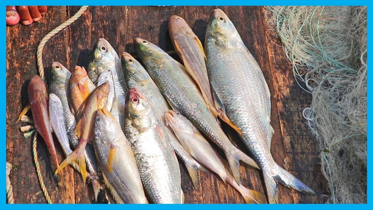 Best Hilsa Fish Video with Big River Fish (Part 9) | Fish Corn