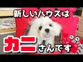 新しいペットベッドを買ったら犬が大興奮して超絶可愛かった【マルチーズ】