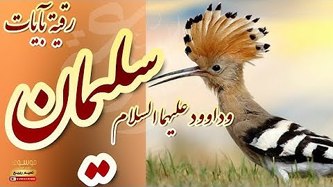 رقية قوية تناسب ملوك الجن بآيات سليمان وداوود عليهما السلام | الراقي المغربي نعيم ربيع