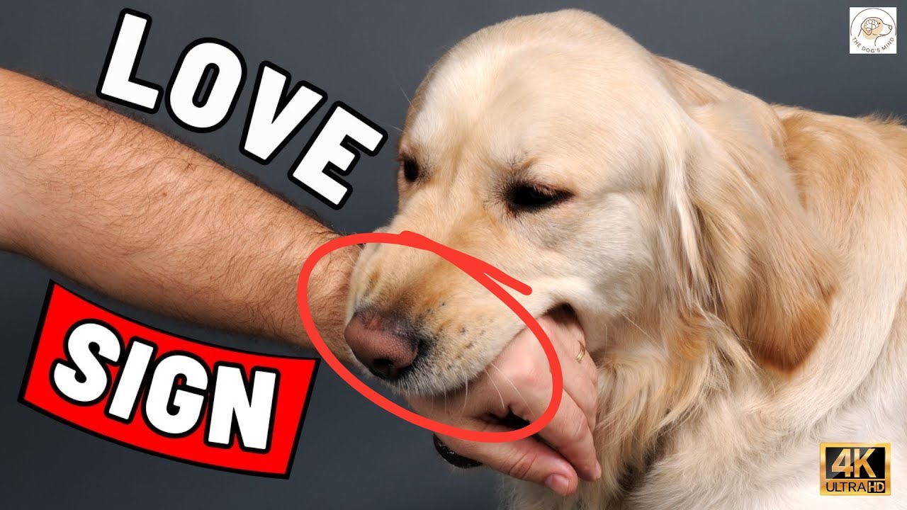 7 признаков того, что ваша собака считает вас всем своим миром