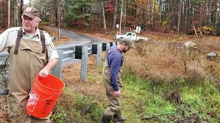 American Eels are Wild in NH.