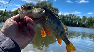 Тиха річка глибока вода і присутність хижака Silent river, deep water and the presence of a predator