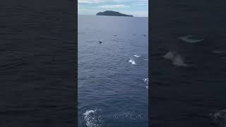 As Free As The Ocean