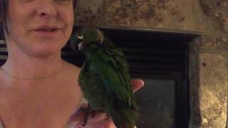Green Cheek Conure, Night Time Ritual Preening. Normal Behavior.