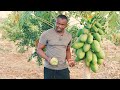 La russite dun verger de papayer passer par la matrise de la fertilisation organique