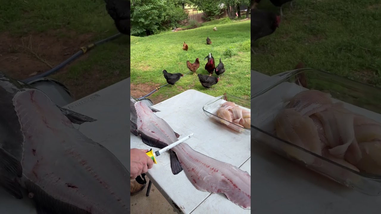 Как разделать сома! 