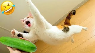 The Best of the Best! The Funniest Animal Videos of 2024 😋😽