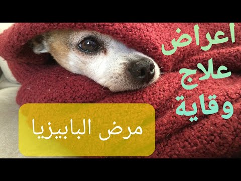 مرض البابيزيا البابيزيا امراض الكلاب