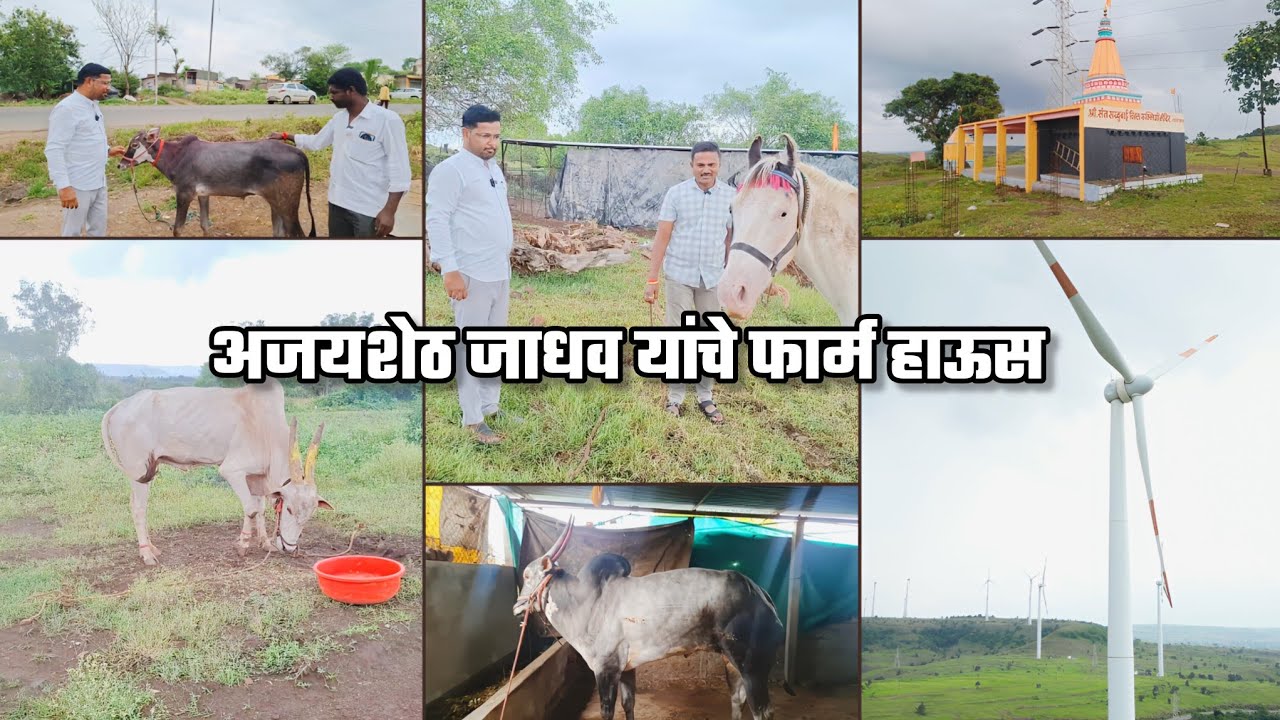 प्रसिद्ध बैलगाडा मालक अजयशेठ जाधव | फार्म हाऊस & गोठा  