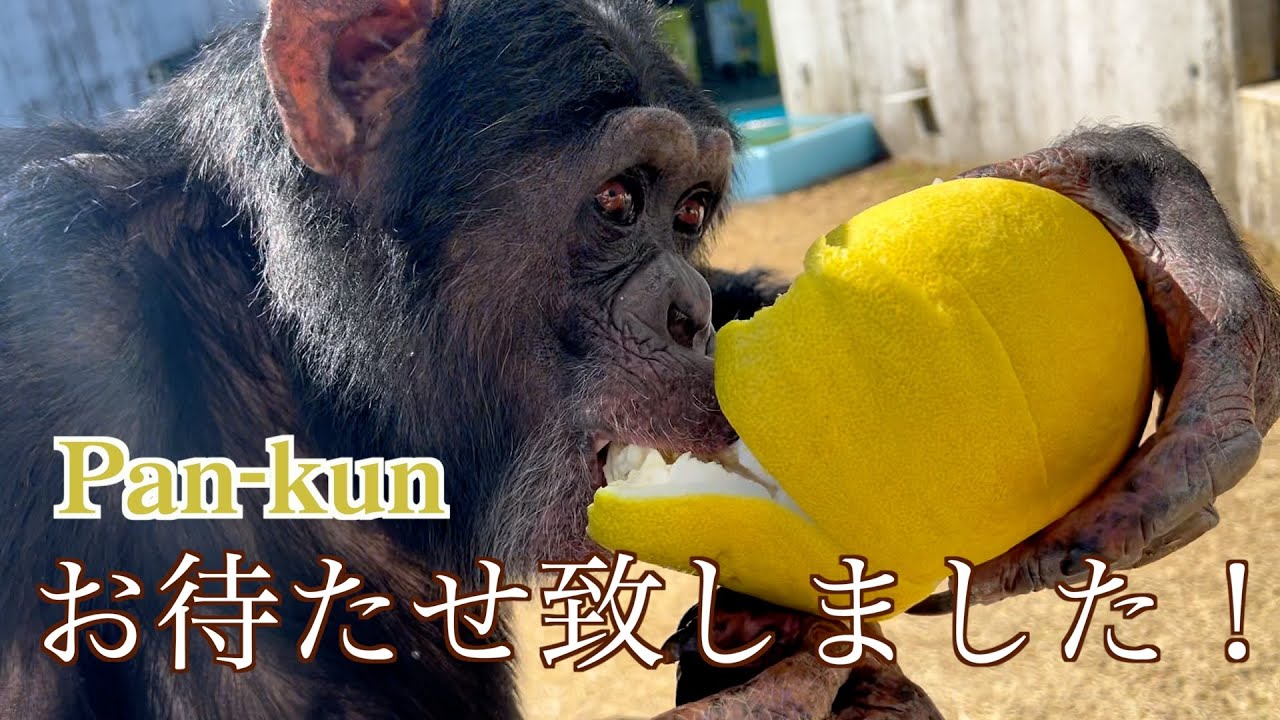 お待たせ致しました❗️天才チンパンジーパンくん【熊本名産晩白柚】を豪快にかぶりつく‼️モンキーふーちゃんお花見満喫🌸かぼすハイボールは美味しいらしい🍺「明日、春が来たら」松たか子ちゃん🎤Pan-kun