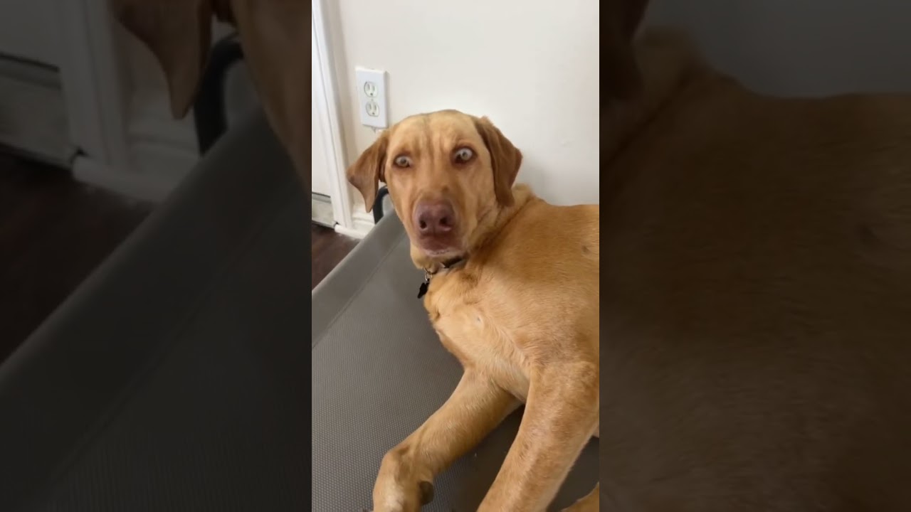 Trying Snapchat filters on my dog 