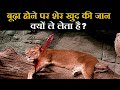 शेर बूढ़ा होने पर अपनी हत्या खुद क्यों कर लेता है ! Last moments of lion's life