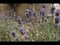 Perfume - A Short Film (Teaser Trailer)