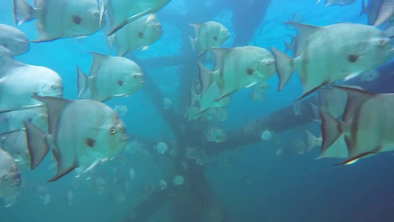 Scuba dive trip to Chesapeake light tower on GoPro 91416 YouTube
