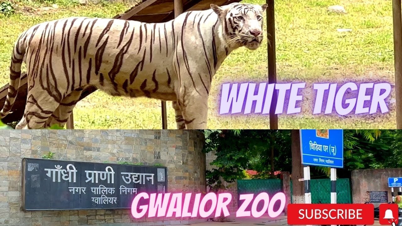 Part 2 Gwalior Zoo White Tiger In Full Tank Continental