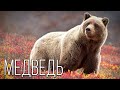 Медведь: Косолапый хозяин Земли | Интересные факты про медведей