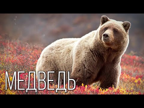 Видео: Медведь: Косолапый хозяин Земли | Интересные факты про медведей