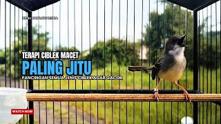 Burung Ciblek SEMI Gacor NGEBREN Untuk Pancingan Ciblek dan MASTERAN BURUNG Kesayangan Anda