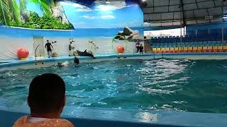 DOLPHIN 🐬 SHOW IN PHUKET