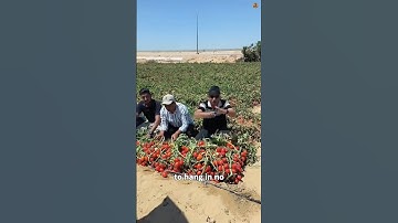 This One Trick Makes Turkish Tomatoes Grow Like Crazy