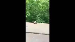 Frog jumps off bridge (meme) but its damaged coda - memeit#2