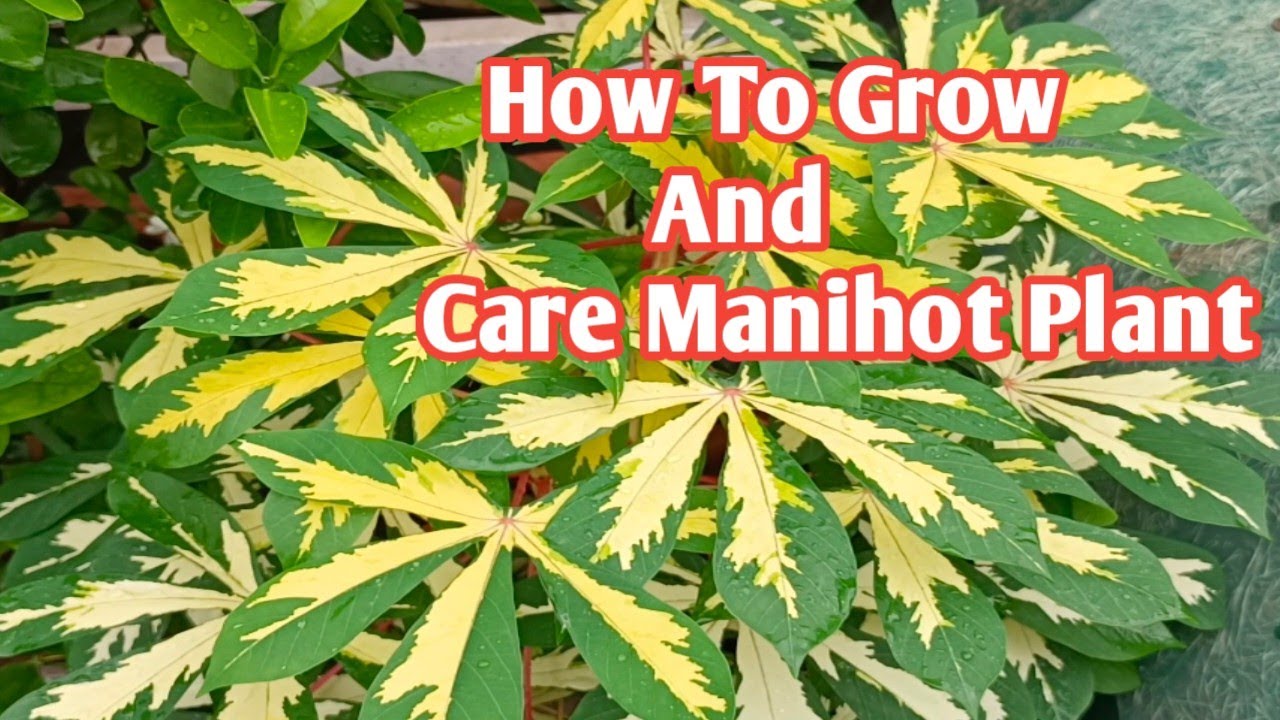 How To Grow And Care Manihot Plant/ Cassava Plant Care Tips And Fertilizer