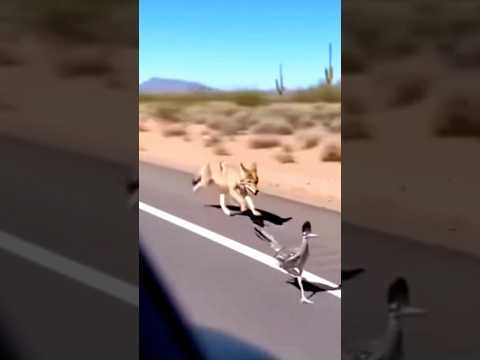 الطائر اللي بيجري أسرع من الإنسان