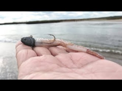 【おススメ】ジグヘッドにイカゲソを刺した仕掛けで最高に楽しい釣ができる！