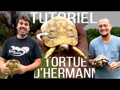 Vidéo: Comment élever votre tortue léopard