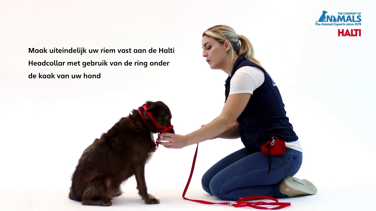 Halti Headcollar training YouTube