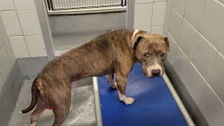 acs A681929